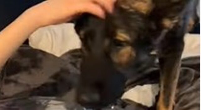 La cucciola Pastore tedesco Livia porta dei fiori alla sua proprietaria (VIDEO)