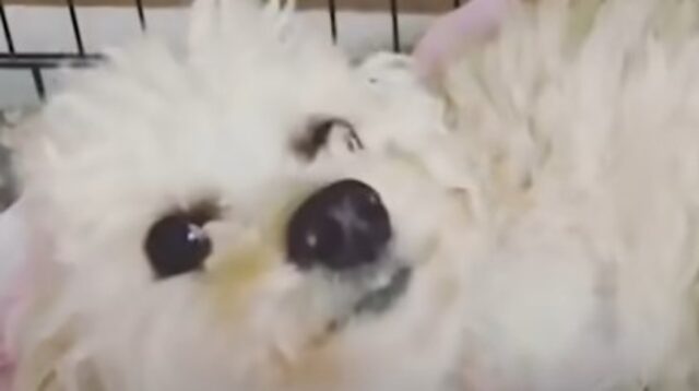 La cucciola di Barboncino Cora Rose è un esempio di grande forza e coraggio