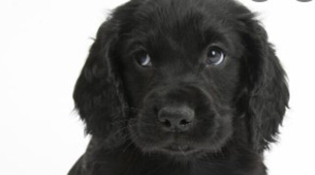 Cucciola di Cocker adora giocare con l’aspirapolvere (VIDEO)
