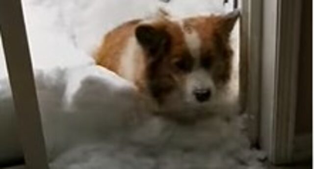 La cucciola di Corgi Penny non vuole giocare sulla neve troppo alta; torna a casa (VIDEO)