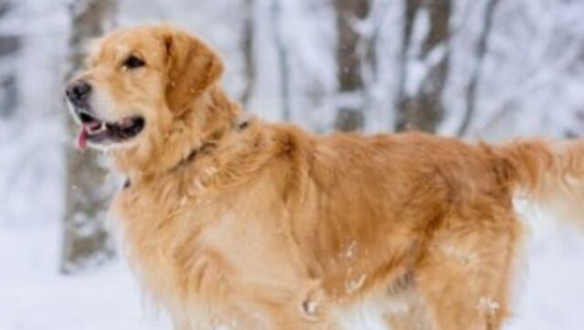 Cucciola di Golden Retriever crede di essere una coniglietta quando cammina sulla neve (VIDEO)