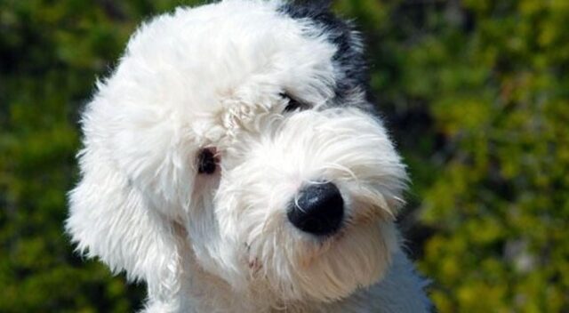 La cucciola di cane Rory si siede noncurante sulla testa del suo fratellino umano (VIDEO)