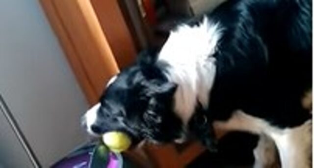 La cucciola di cane Willow adesso può giocare sempre al suo gioco preferito (VIDEO)
