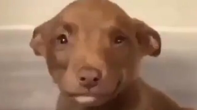 Cucciola di cane non smette di sorridere da quando le hanno detto che è stata adottata (VIDEO)