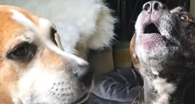 Le cucciole Pitbull Sookie e Ivy sono completamente diverse ma molto unite (VIDEO)