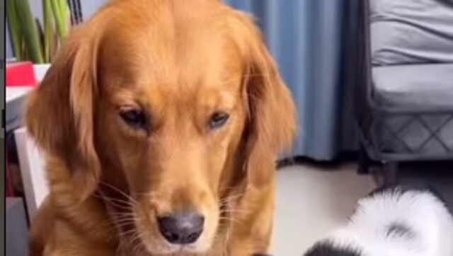 Un cucciolo Golden Retriever cede il pezzo più grande di un dolcetto al suo amico maialino (VIDEO)