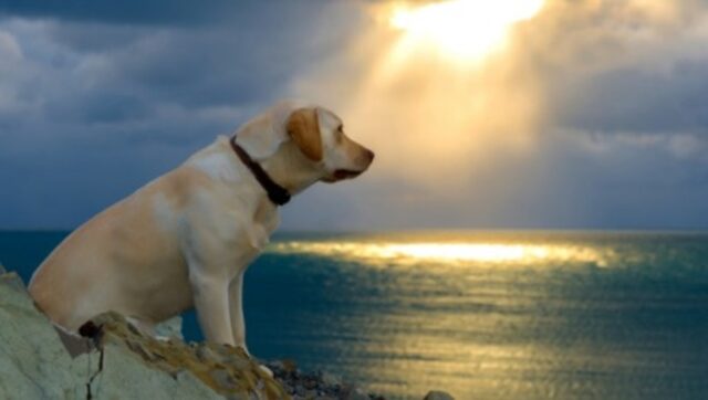 Cucciolo Labrador Retriever si tuffa a mare facendo un lunghissimo salto (VIDEO)