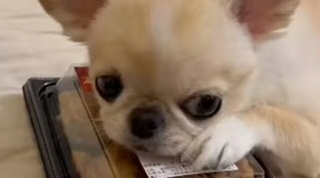 Cucciolo di Chihuahua diventa aggressivo quando provano a prendere le sue cose (VIDEO)