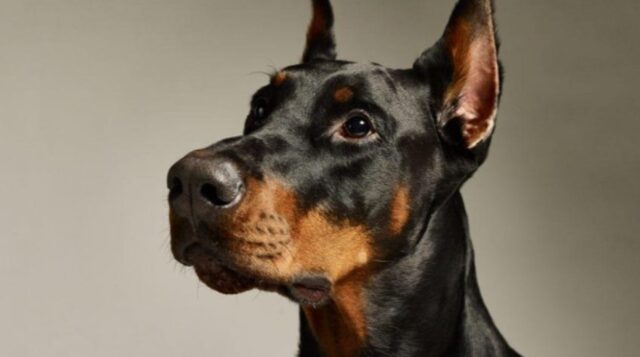 Cucciolo di Dobermann salta addosso alla proprietaria che gli ha fatto uno scherzetto (VIDEO)
