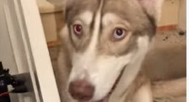 Cucciolo di Husky ha distrutto parte della moquette di casa a causa della noia (VIDEO)