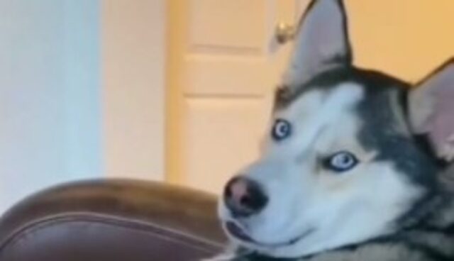 Un cucciolo di Husky pretende che il proprio umano non smetta di fargli le coccole (VIDEO)