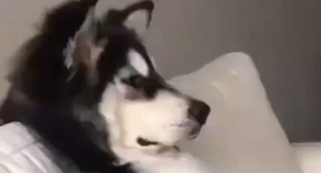 Cucciolo di Husky seduto guarda la televisione e si rilassa come fa un umano (VIDEO)