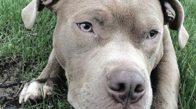 Il cucciolo di Pitbull Archero ha imparato ad andare sullo scivolo (VIDEO)