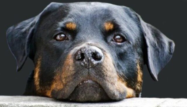 Cucciolo Rottweiler prova a rubare dei croccantini ma la proprietaria lo scopre (VIDEO)
