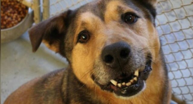 Cucciolo di cane Higgins ha trovato la sua famiglia dopo 2.381 giorni in rifugio