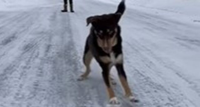 Il cucciolo di cane Ollie ama giocare con grandi pezzi di ghiaccio (VIDEO)
