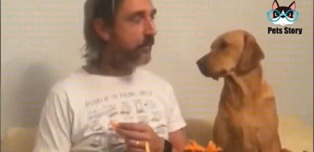 Cucciolo di cane fa finta di non interessarsi al cibo che mangia il proprietario (VIDEO)
