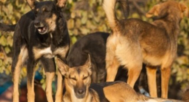 Cucciolo di cane leader apre il cancello per fare uscire se stesso e gli altri cani (VIDEO)