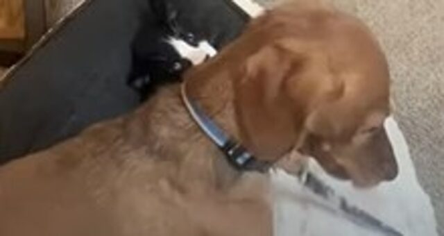Cucciolo di cane non vuole condividere il suo letto con il gatto di casa (VIDEO)