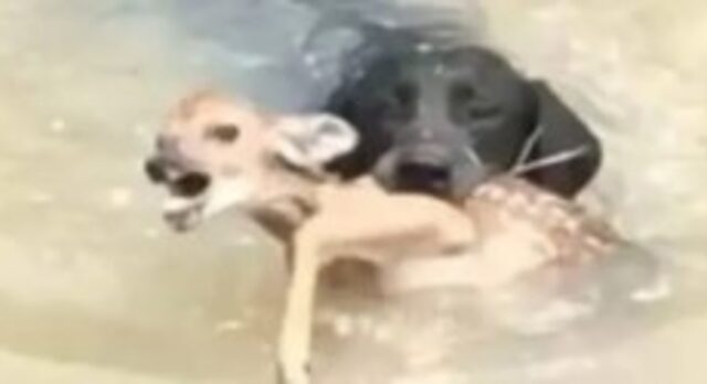 Cucciolo di cane salva un cucciolo di cervo in estrema difficoltà (VIDEO)
