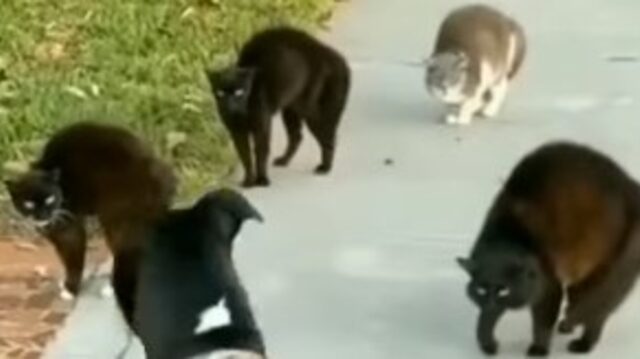 Cucciolo di cane scappa dopo aver capito le intenzioni di alcuni gatti (VIDEO)