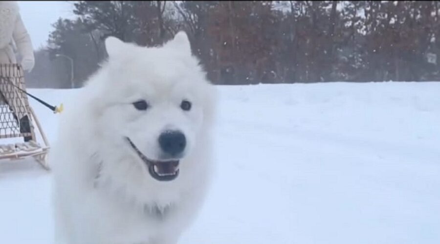 video di un cucciolo di samoiedo