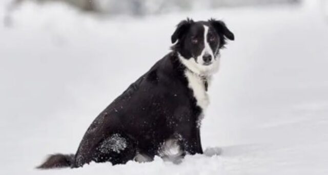 Il cucciolone Odino adora saltare e giocare sulla neve fresca (VIDEO)