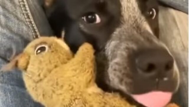 Cucciolone vuole giocare con il proprietario e gli porta il suo pupazzo (VIDEO)