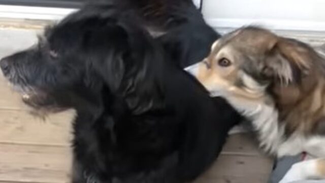 Cuccioloni di cane destinati a morte certa trovano una donna che li salva (VIDEO)