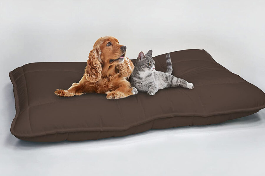 cucciolo di cane su cuscino