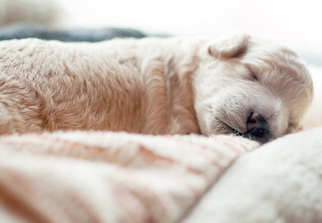 5 cuscini invernali per cuccioli di cane, i più confortevoli per Fido