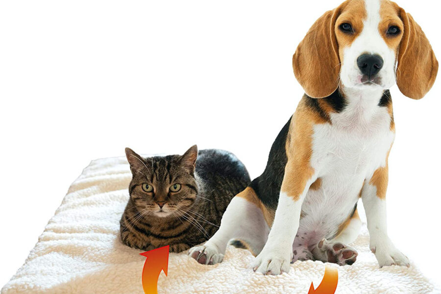 gatto e cane condividono al cuccia