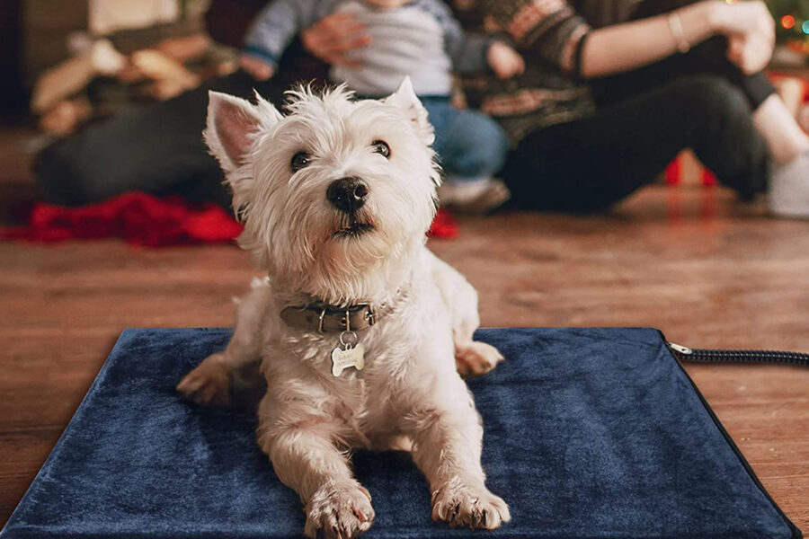 cane su cuscino