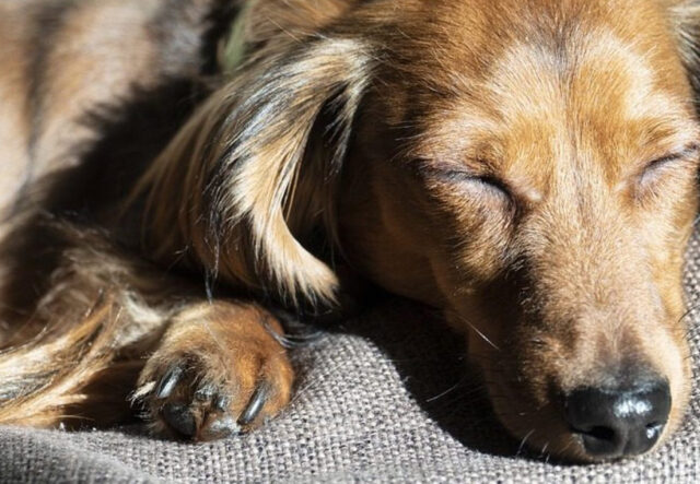 5 cuscini riscaldanti per il cane anziano, i più efficaci