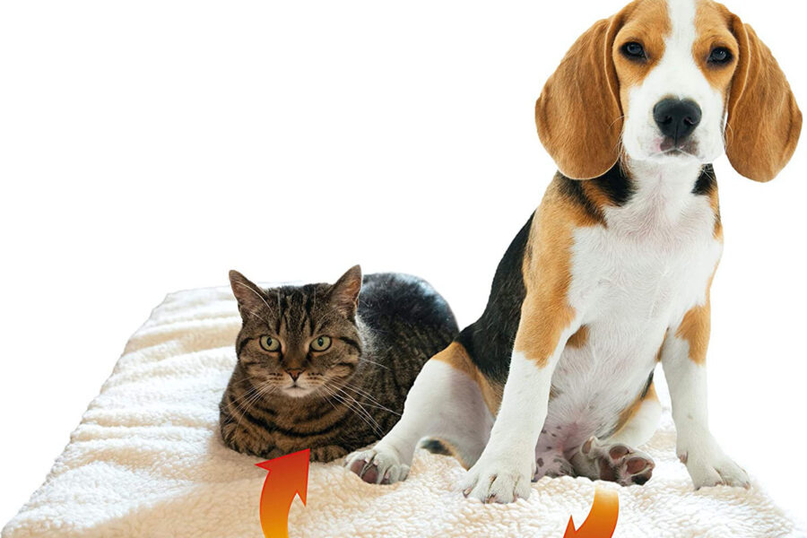cane e gatto su tappetino
