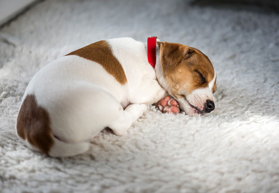 cane che dorme su tappeto invernale