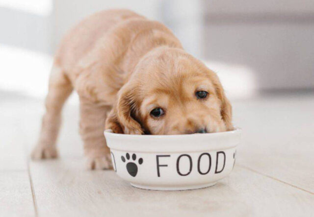 cane piccolo che mangia