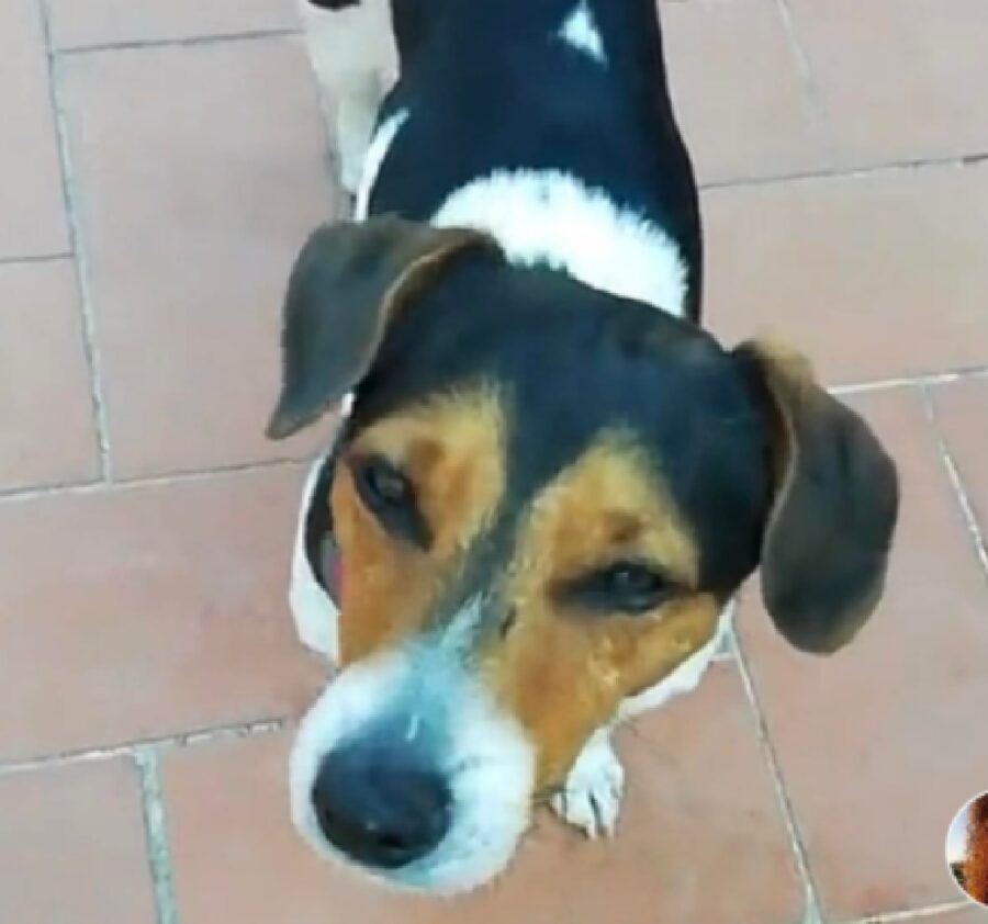 cagnolino jack russell tricolore