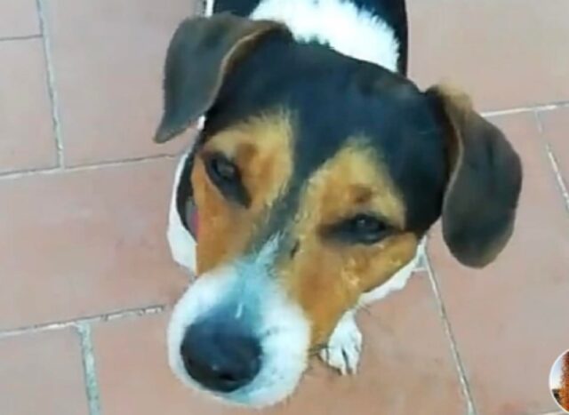 Firenze, potrebbe essere finito ovunque questo cagnolino smarrito, si cerca un Jack Russell di nome Figaro