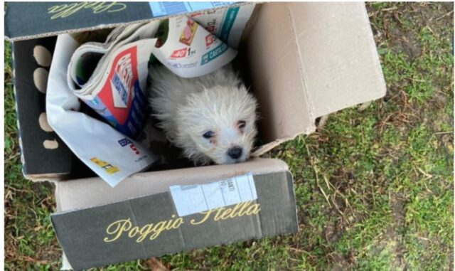 Cucciolo di cane abbandonato lo trova un operatore ecologico