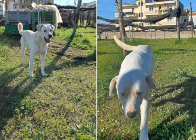 Giugliano in Campania, smarrita una coppia di cani, Denny e Ciccio sono spariti nel nulla