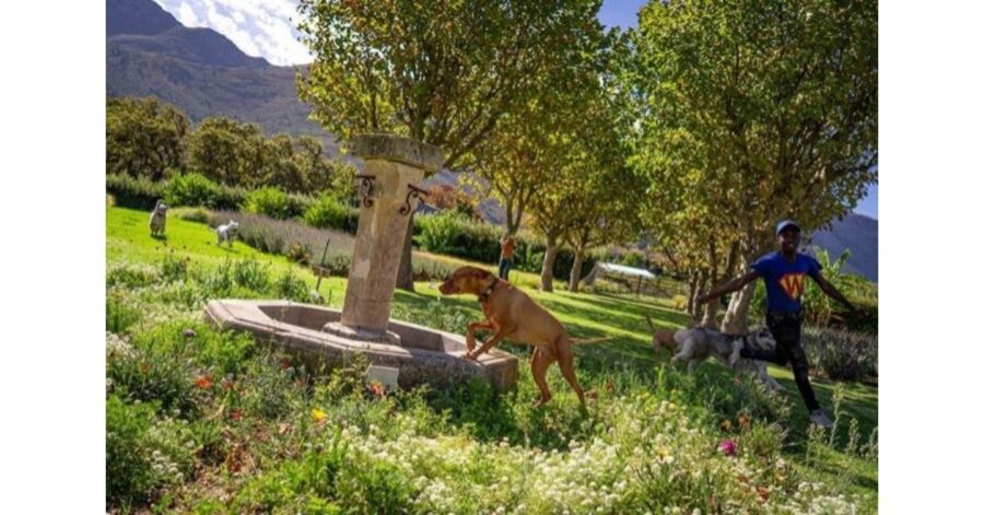 meraviglioso hotel extra-lusso per cani a Città del Capo