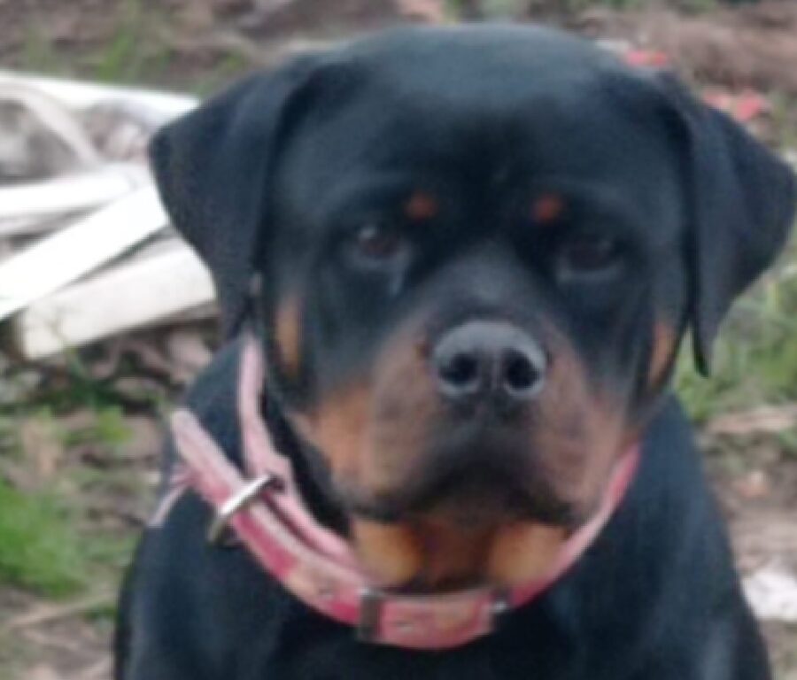 cane rottweiler pelo nero e marrone 