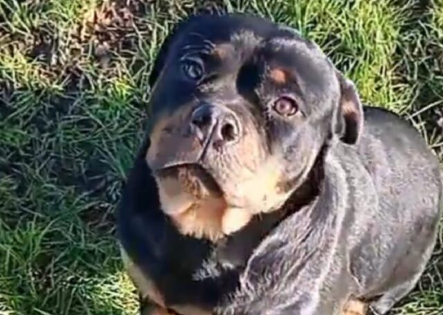 Lanuvio, sarà sicuramente terrorizzata questa cagnolina Rottweiler smarrita, Shiva va salvata