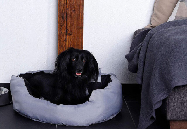 5 lettini particolari per cani, i più confortevoli per Fido