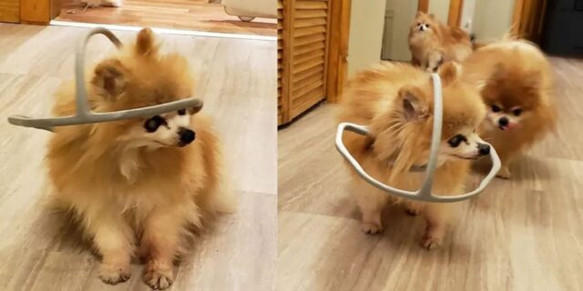 Crea una collana 3D che impedisce al suo cane cieco di sbattere la testa contro il muro e i mobili di casa