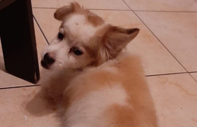 Maddaloni, povero cagnolino di 12 anni smarrito, Billy non conosce i pericoli della strada