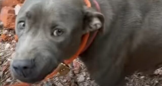 Mamma Pitbull Crown candy e i suoi cuccioli adesso sono in salvo e in famiglia (VIDEO)