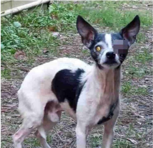 Cucciolo di cane cercava di sopravvivere da solo in una roulotte