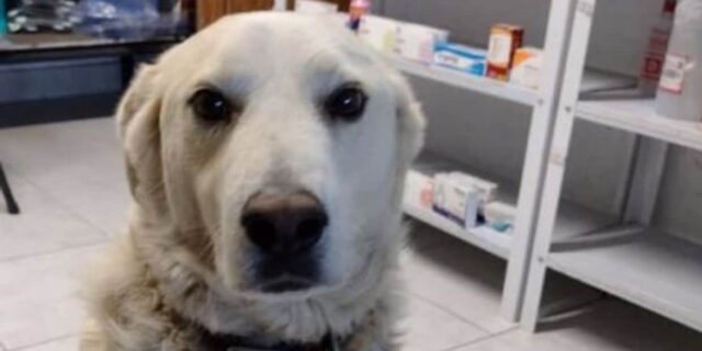matute cane lavora in farmacia